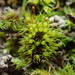 Weissia angustifolia - Photo (c) George Greiff, algunos derechos reservados (CC BY), subido por George Greiff