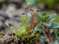 Fissidens incurvus