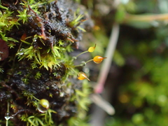 Pottiopsis caespitosa