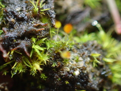 Pottiopsis caespitosa