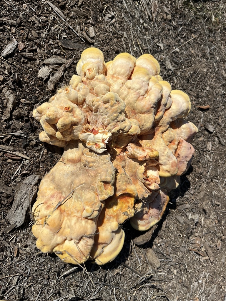 Laetiporus gilbertsonii · November 2025 · photo: © zephyrmontego (iNaturalist, cc-by-sa)