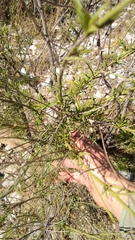 Angiospermae