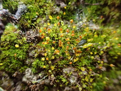 Weissia brachycarpa