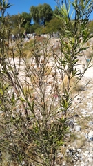 Angiospermae