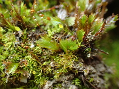 Fissidens dubius