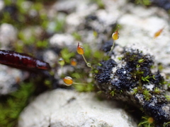 Pottiopsis caespitosa