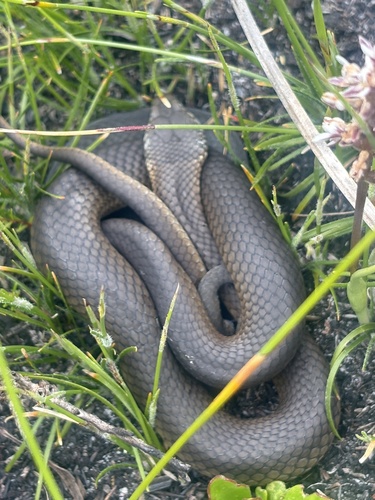 Crowned Snake sighting