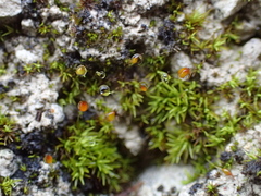 Pottiopsis caespitosa