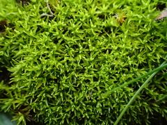 Trichostomum brachydontium