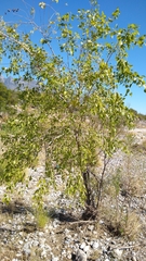 Populus mexicana