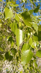 Populus mexicana