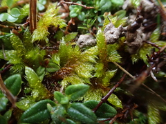 Hypnum cupressiforme lacunosum