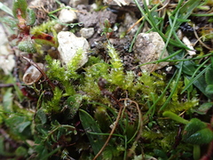 Rhynchostegium megapolitanum