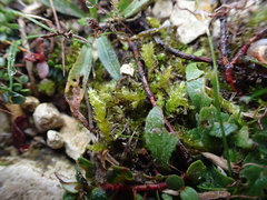 Rhynchostegium megapolitanum