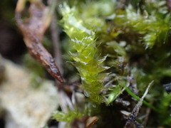 Rhynchostegium megapolitanum