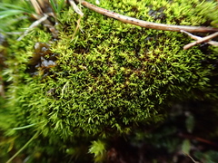 Trichostomum crispulum