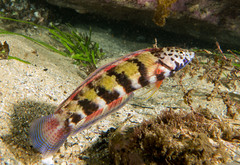 Eupetrichthys angustipes