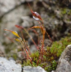 Aloina aloides