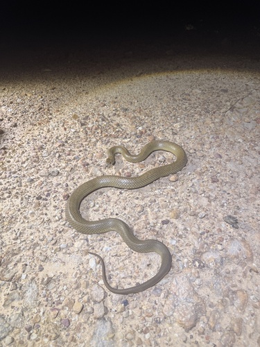 Dwarf Mulga Snake sighting