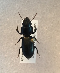 Scarites vicinus