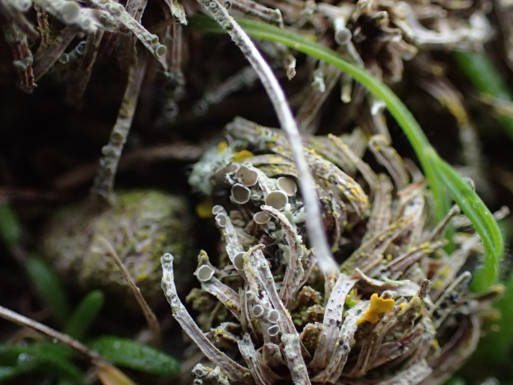 Detritus Rim Lichen