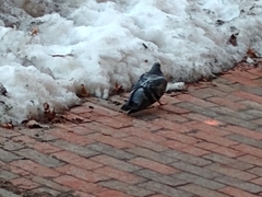 Columba livia
