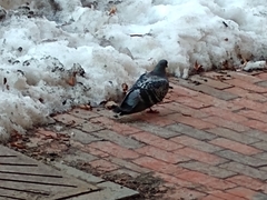 Columba livia