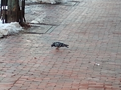Columba livia