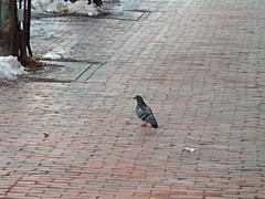 Columba livia