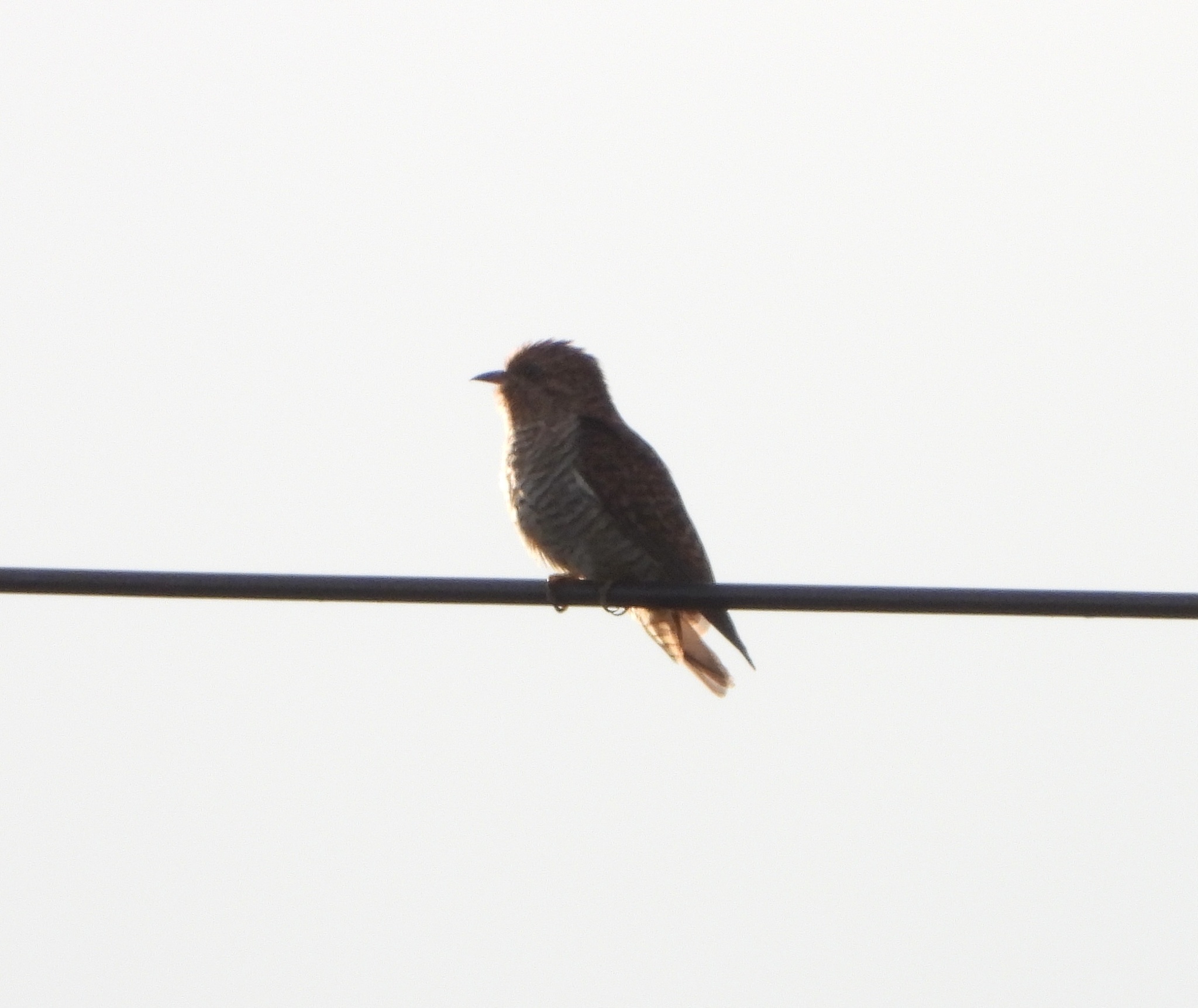 Plaintive Cuckoo
