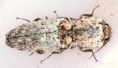 Cryptalaus prosectus