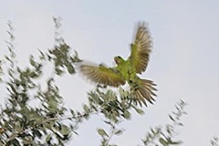 Psittacara holochlorus