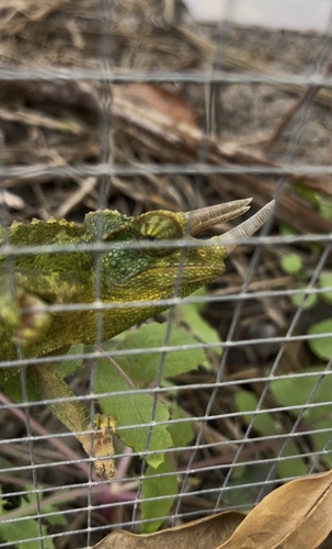 Trioceros jacksonii observed 2025-11-13