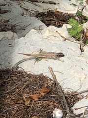 Leiocephalus personatus