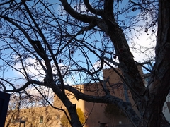 Rosales