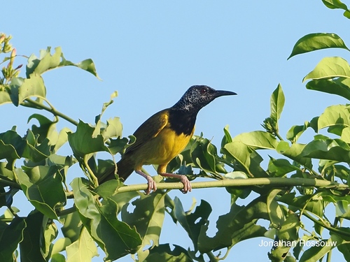 iNaturalist image