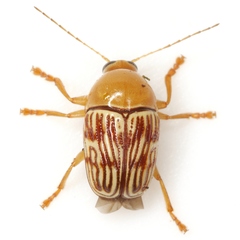 Cryptocephalus fulguratus