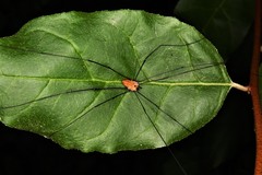 Leiobunum nigropalpi