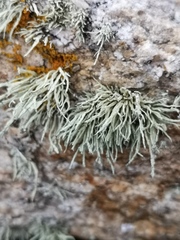 Ramalina cuspidata