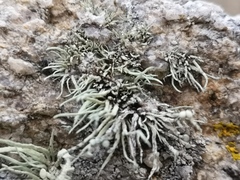 Ramalina cuspidata