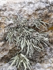 Ramalina cuspidata