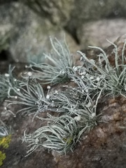 Ramalina cuspidata