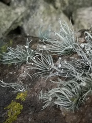 Ramalina cuspidata