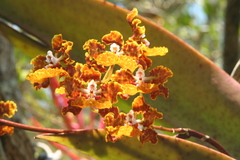 Trichocentrum undulatum