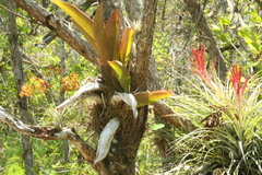 Trichocentrum undulatum