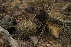 Echinofossulocactus phyllacanthus