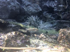 Crenichthys baileyi moapae