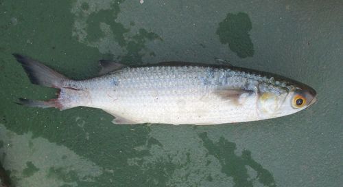 Witte harder (Mugil curema) — Mugilidae — 3
