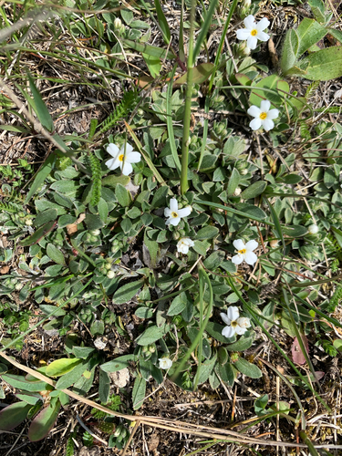 Myosotis colensoi, photograph 6