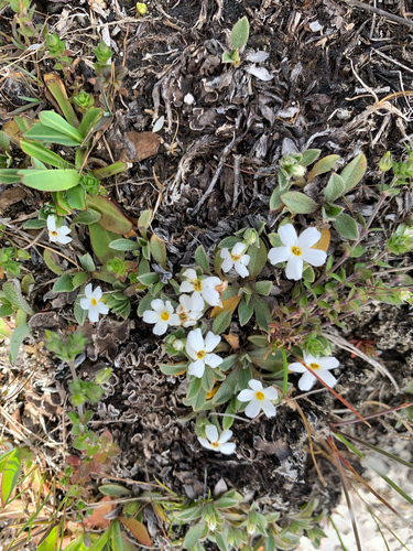 Myosotis colensoi, photograph 5